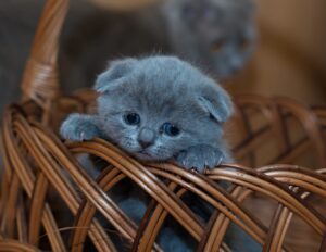 Як зрозуміти, що ваша кішка хвора? Керівництво для власників.