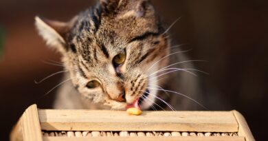 Які продукти не можна давати кішці