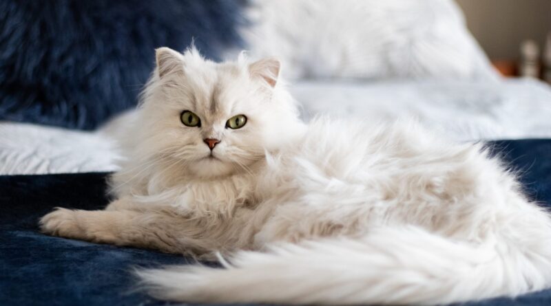 Яку породу кішок вибрати для будинку