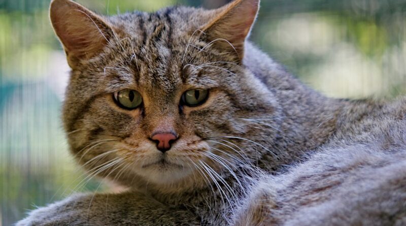 Захворювання шлунково-кишкового тракту у кішок і раціон