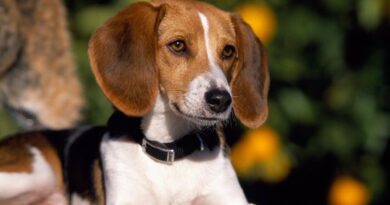 Чим небезпечний мікоплазмоз у собак і як його лікувати