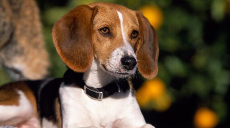 Чим небезпечний мікоплазмоз у собак і як його лікувати