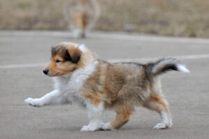 Дисплазія тазостегнових суглобів у собак: симптоми і лікування.