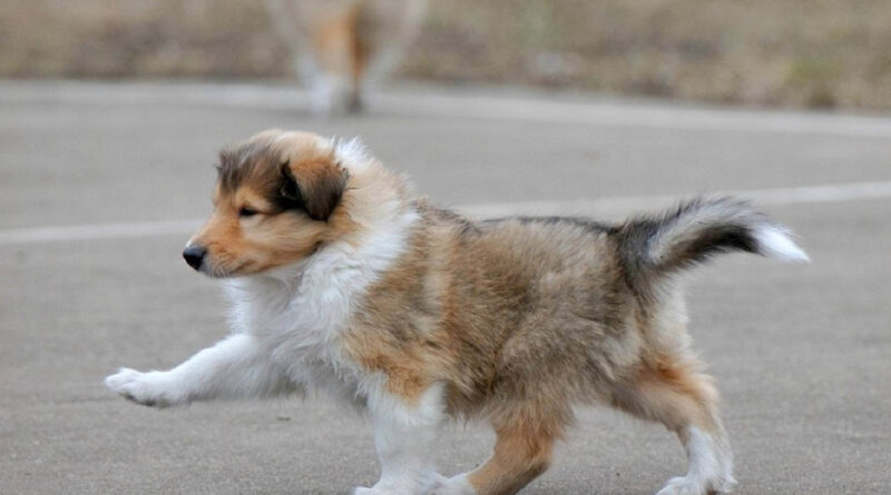 Дисплазія тазостегнових суглобів у собак: симптоми і лікування