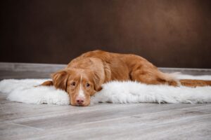 Гастрит у собак: симптоми і лікування.