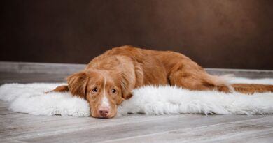 Гастрит у собак: симптоми і лікування