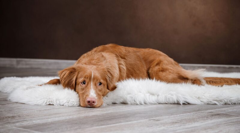 Гастрит у собак: симптоми і лікування