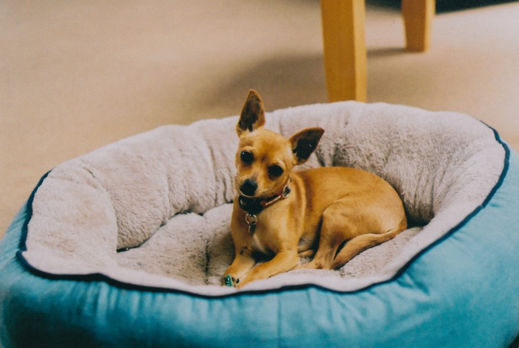 Порода собаки чихуахуа