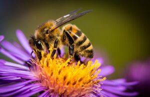 Що робити, якщо собаку вкусила бджола?