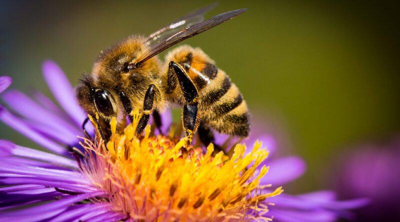 Що робити, якщо собаку вкусила бджола