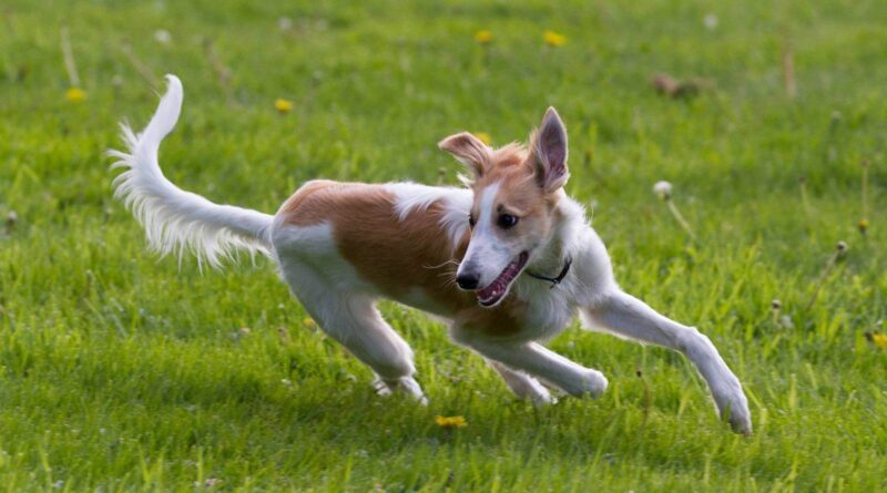 Симптоми і лікування остеохондрозу у собак