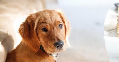 У що обходиться неправильний раціон собак