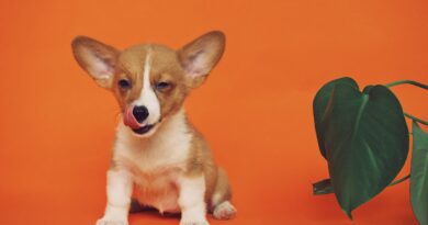 Які вітаміни і мінерали потрібні собакам