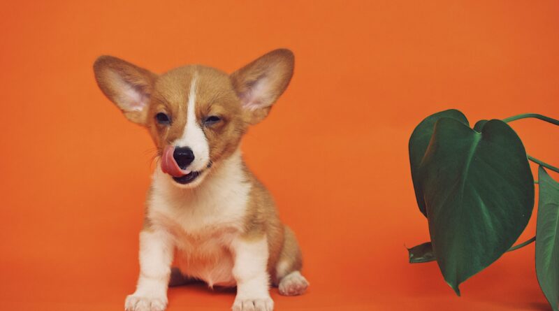 Які вітаміни і мінерали потрібні собакам