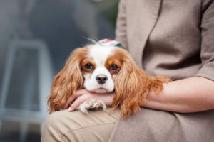 Яку собаку вибрати для життя в місті?