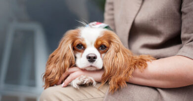 Яку собаку вибрати для життя в місті