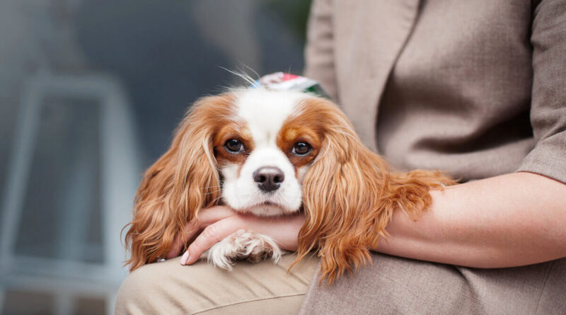 Яку собаку вибрати для життя в місті