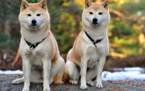 Закреп у собаки і симптоми. Що робити?