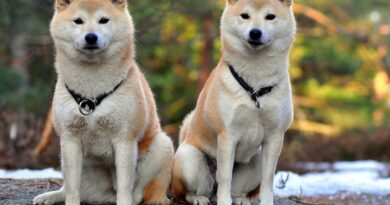 Закреп у собаки і симптоми. Що робити