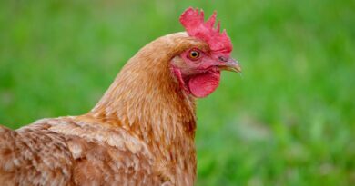 Чи можна давати собакам курячі голови