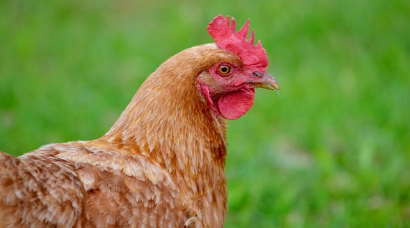 Чи можна давати собакам курячі голови