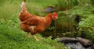 Чи можна давати собакам курячі шлунки