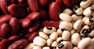 Чи можна давати собакам квасолю