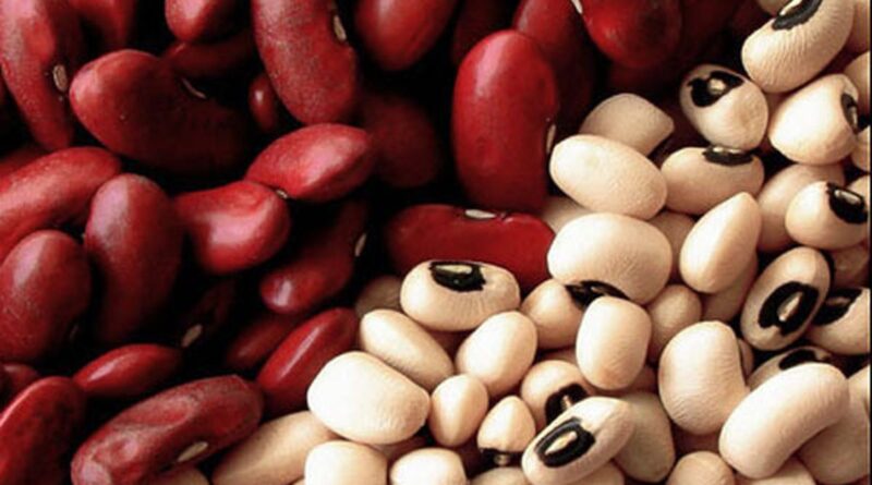 Чи можна давати собакам квасолю