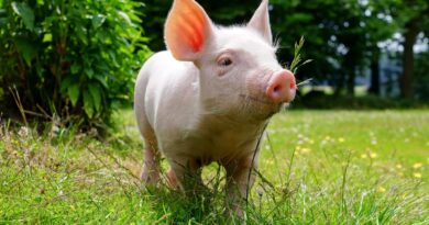 Чи можна давати собакам свинину