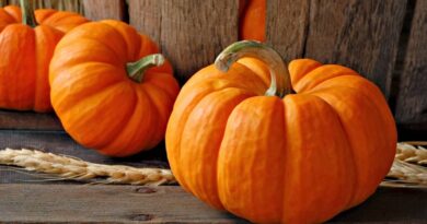 Чи можна давати собаці гарбуз