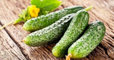 Чи можна давати собаці огірки