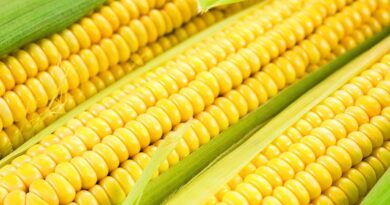 Чи можна собаці давати кукурудзу