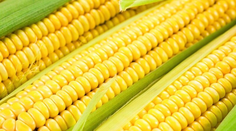 Чи можна собаці давати кукурудзу