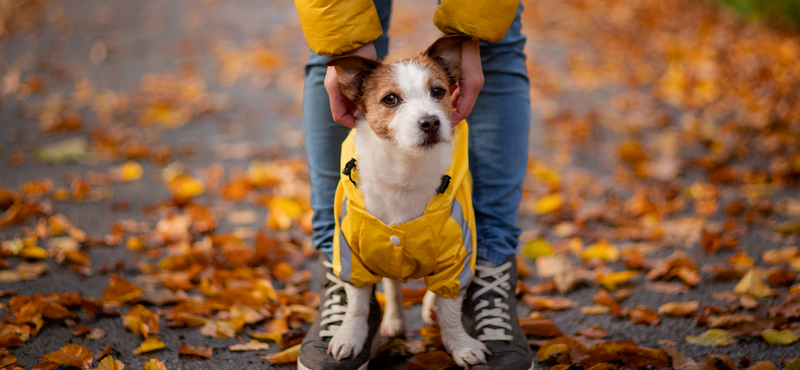 Одяг для собак