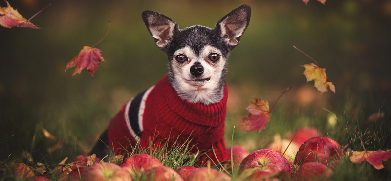 Примірка одягу для собак