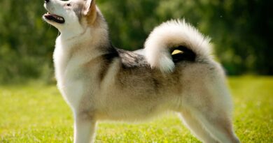 Симптоми і лікування демодекозу у собак