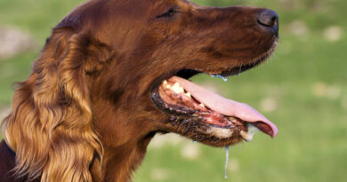 У собаки течуть слюні: що робити господареві вихованця