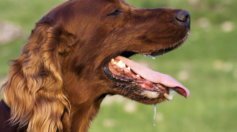 У собаки течуть слюні: що робити господареві вихованця