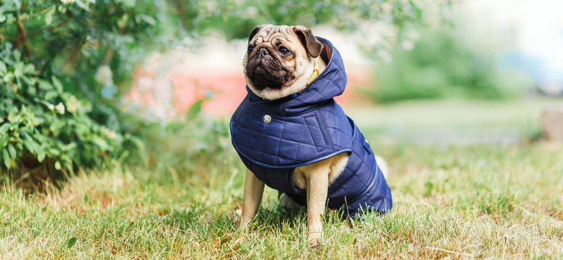 Вибір одягу для собак