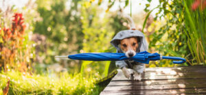 Який одяг потрібен собаці?