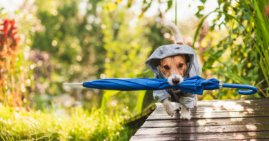 Який одяг потрібен собаці