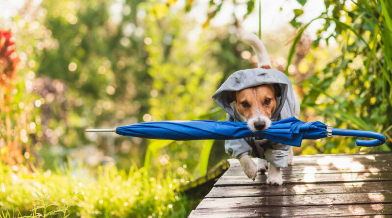 Який одяг потрібен собаці