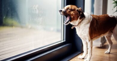 20 порад: як відучити собаку гавкати