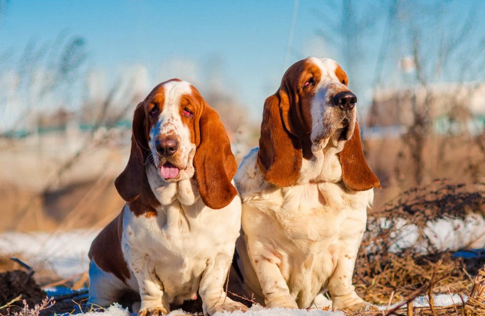 Бассет-хаунд