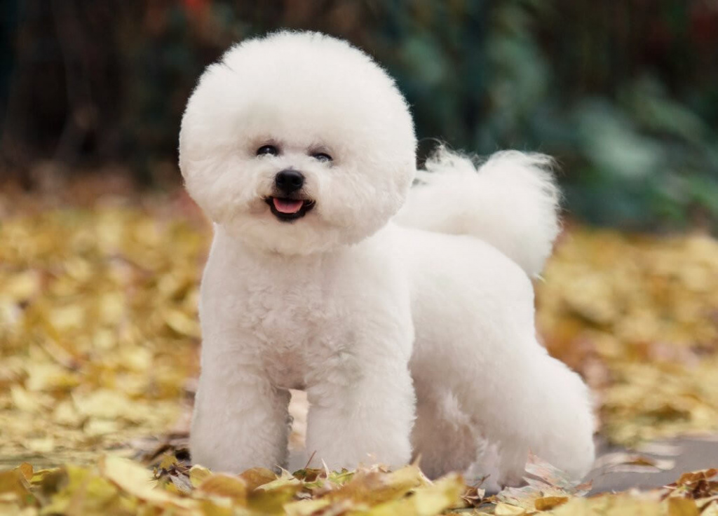 Бішон-фризе