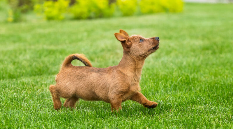 Чому собака їсть кал і що робити