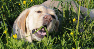 Чому собака їсть траву