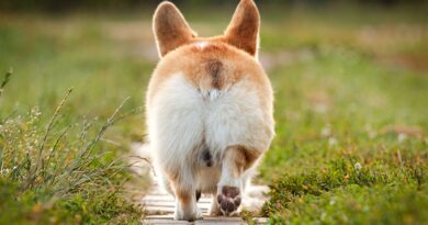 Чому собака їздить підлогою на попі