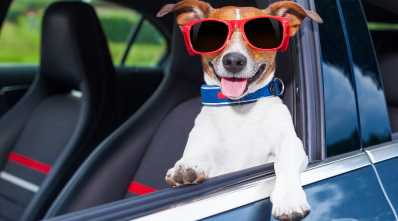 Чому собаку заколисує в машині і як їй допомогти