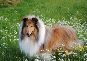 Чому у собаки бурчить у животі і як їй допомогти?